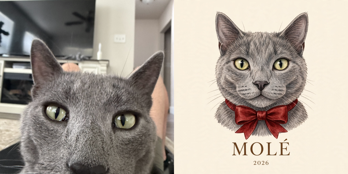 Molé — your photo and portrait